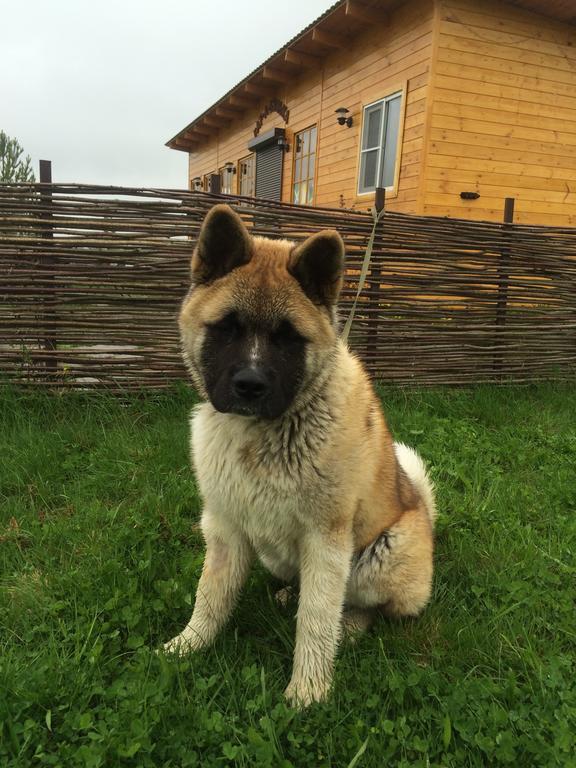 Baza Otdykha Osetrovo Hotel Burakovo  Zewnętrze zdjęcie